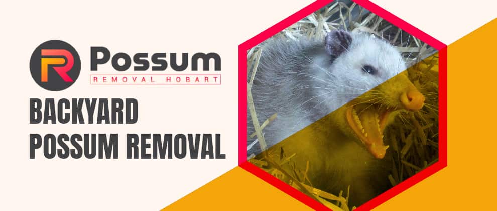 Backyard Possum Removal Service
