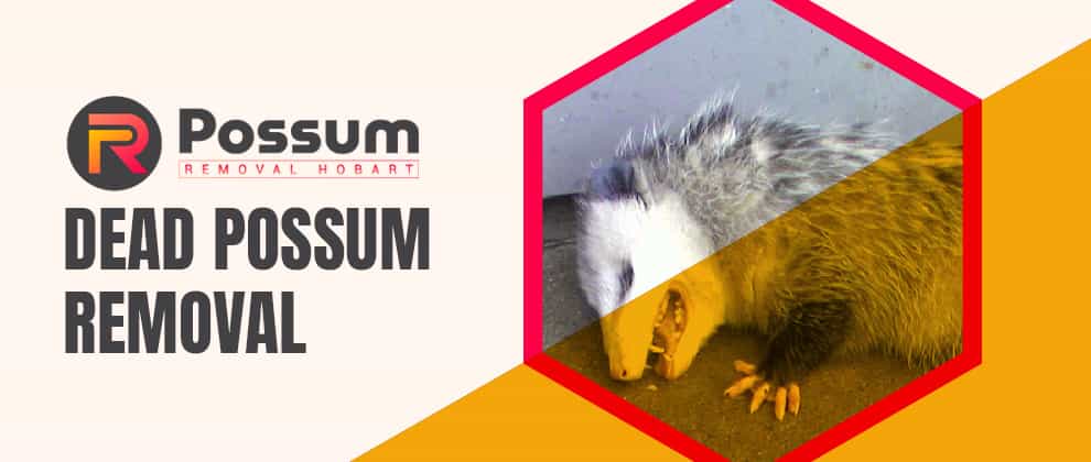  Best Dead Possum Removal Services