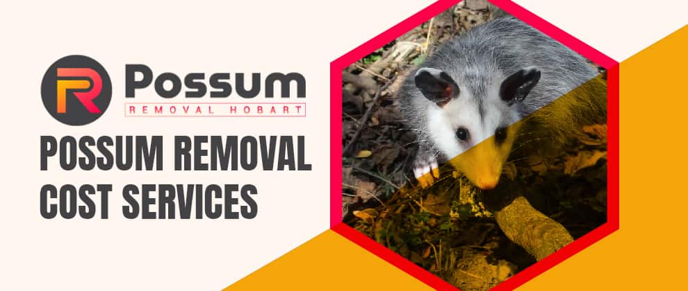 Possum Removal Cost Services
