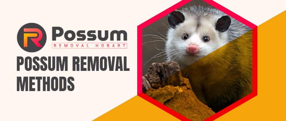 Possum Removal Methods Services
