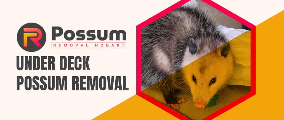 Under Deck Possum Removal Services