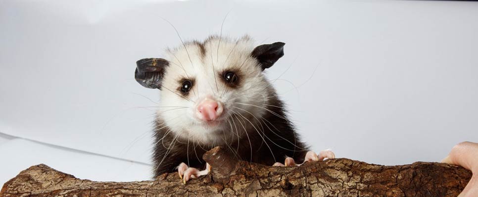 Simple Tips To Keep Possums Out Of Your Yard